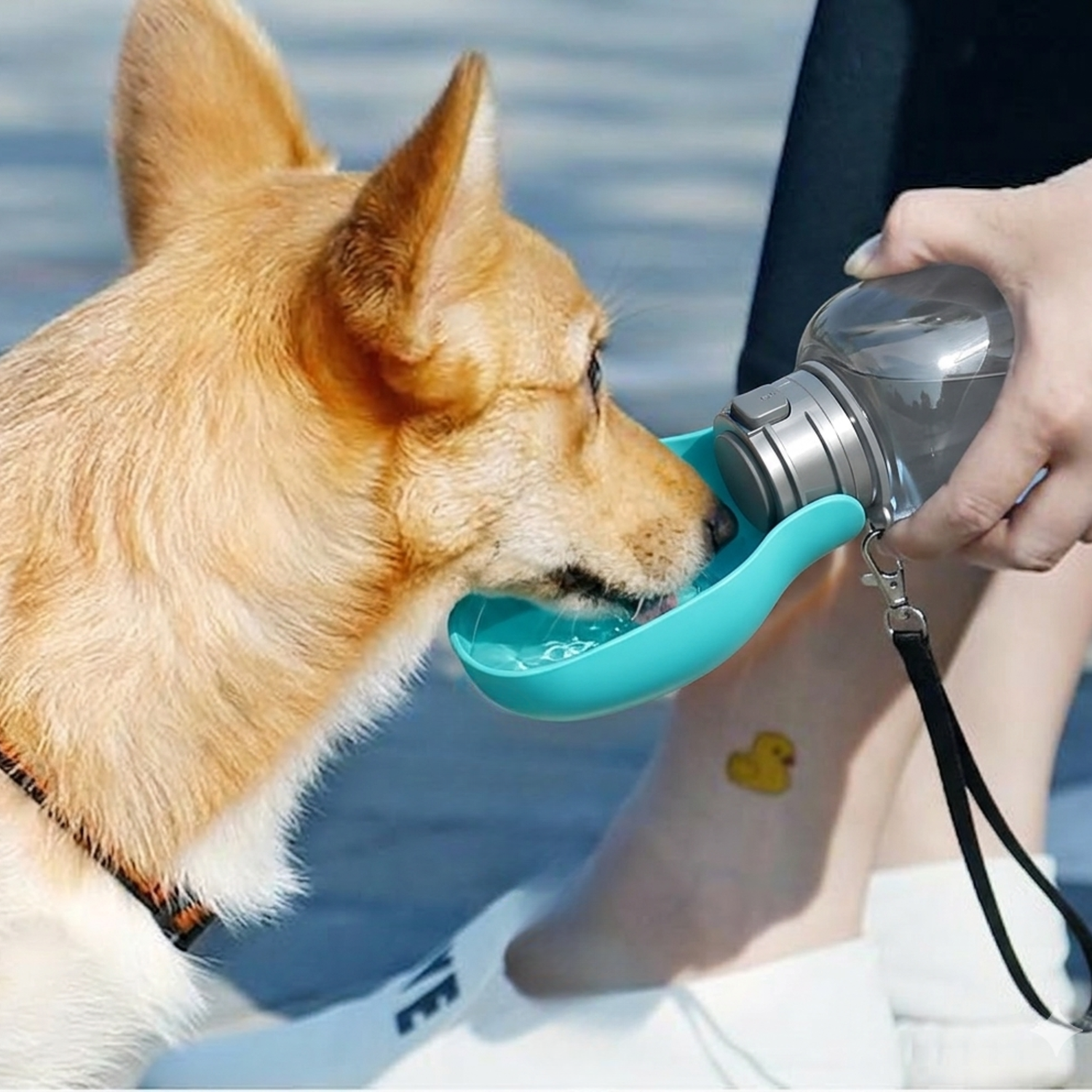 Travelling with Your Dog: Practical Tips for Smoother Trips